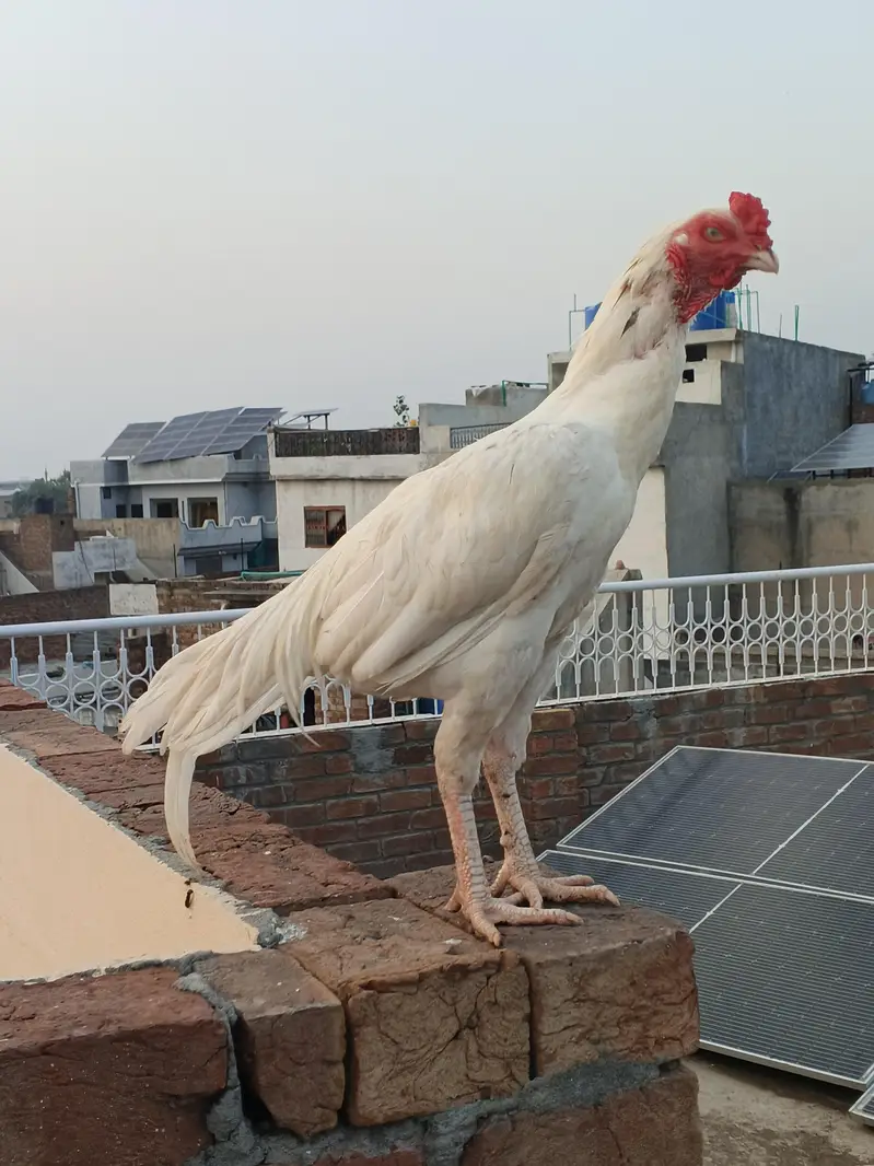 Mianwali old bloodline male — photo 6