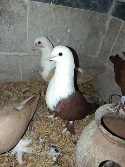 Karbalai me and cross female and pathe