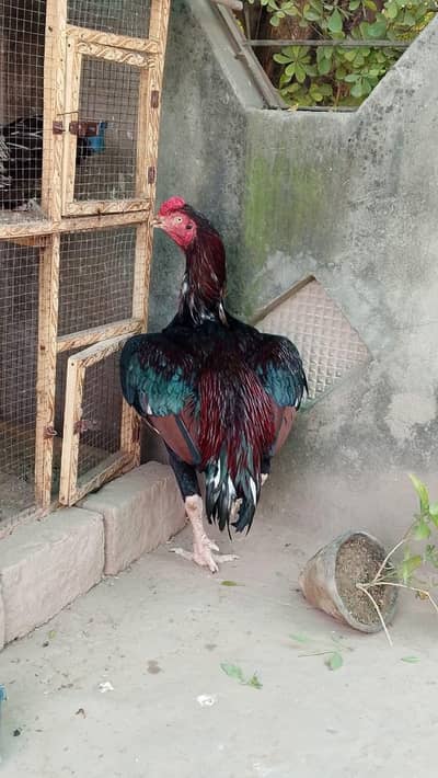 Breeder pair with 2 chicks