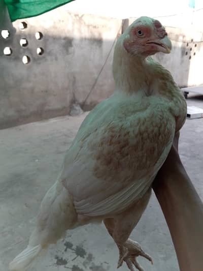 Breeder female with 2 chicks