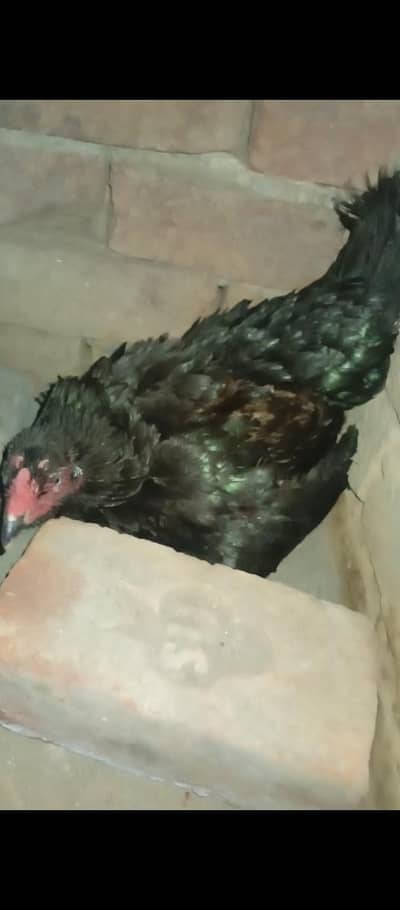 High quality kurak female with 6 eggs for sale exchange