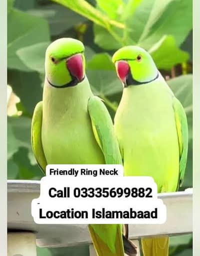 Single 8,500 Friendly Talking Semi Tame Ring Neck Green Parrot's