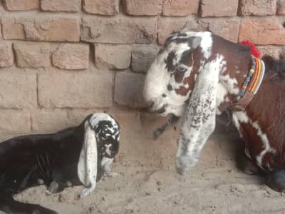 ergent seel peour Desi bakri