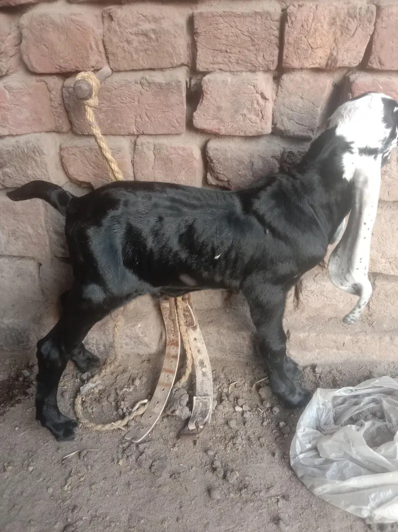 ergent seel peour Desi bakri — photo 2