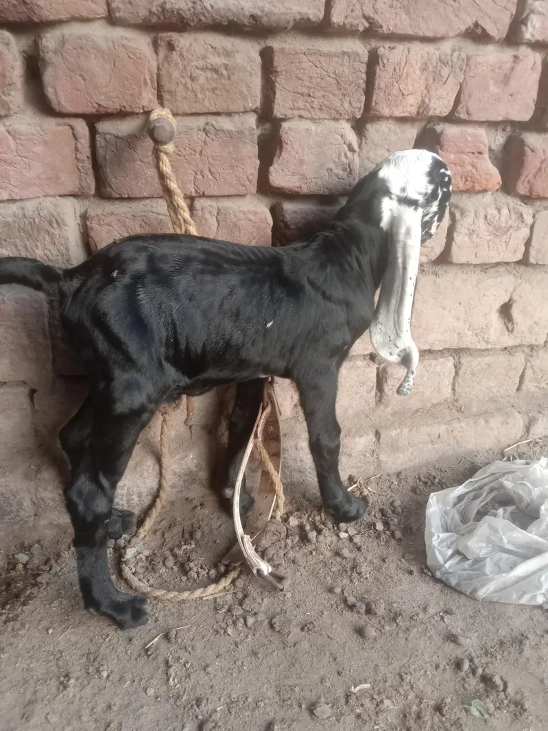 ergent seel peour Desi bakri — photo 3