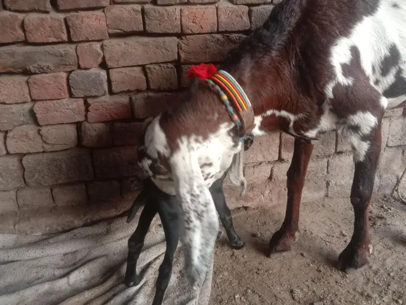 ergent seel peour Desi bakri — photo 4