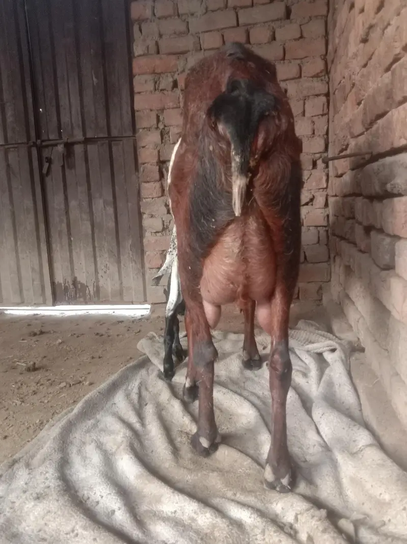 ergent seel peour Desi bakri — photo 5
