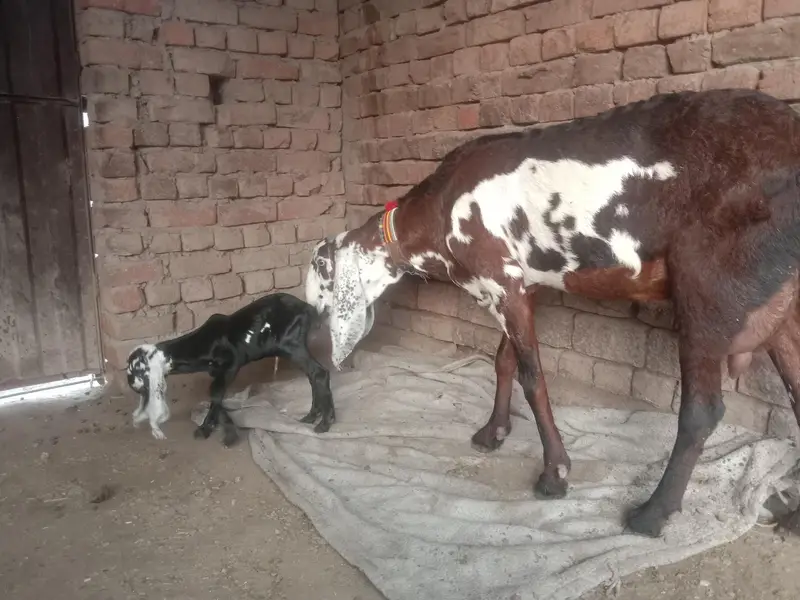 ergent seel peour Desi bakri — photo 6