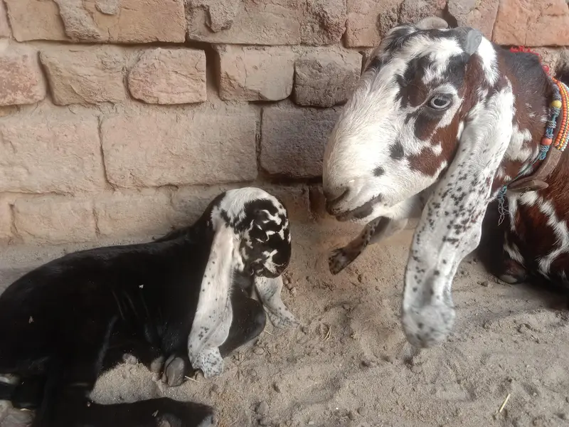 ergent seel peour Desi bakri — photo 7