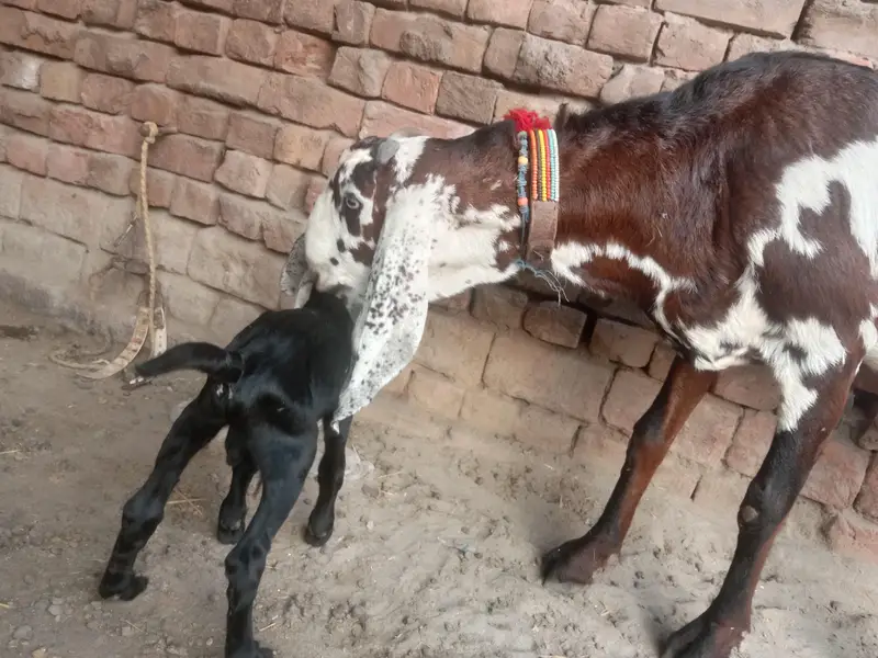 ergent seel peour Desi bakri — photo 8