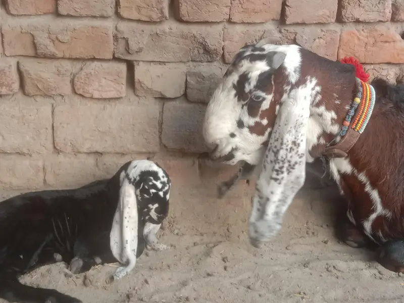 ergent seel peour Desi bakri — photo 9