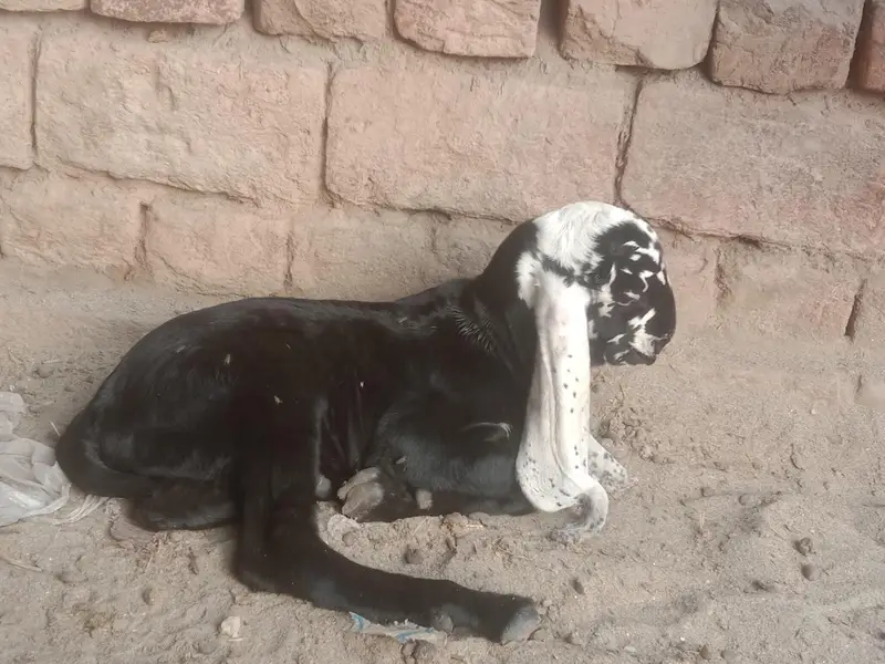 ergent seel peour Desi bakri — photo 10