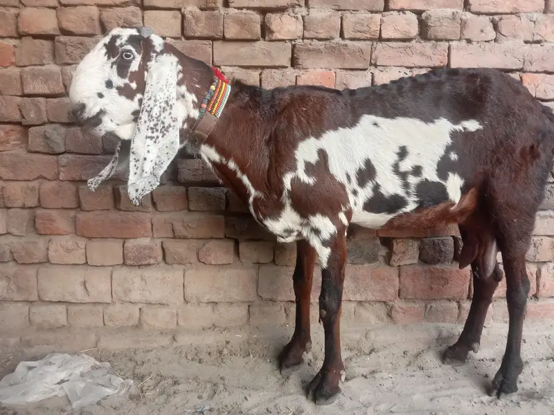 ergent seel peour Desi bakri — photo 11