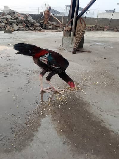 Mianwali Aseel Hens & chicks