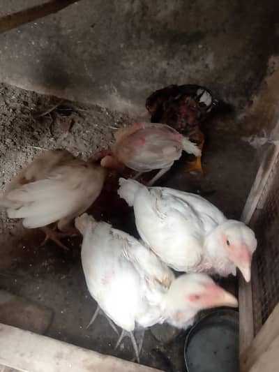 Aseel Pattha & chicks