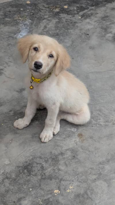 Golden Retriever Puppy