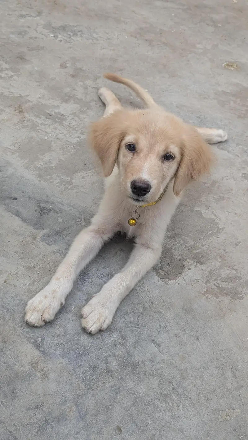 Golden Retriever Puppy — photo 2