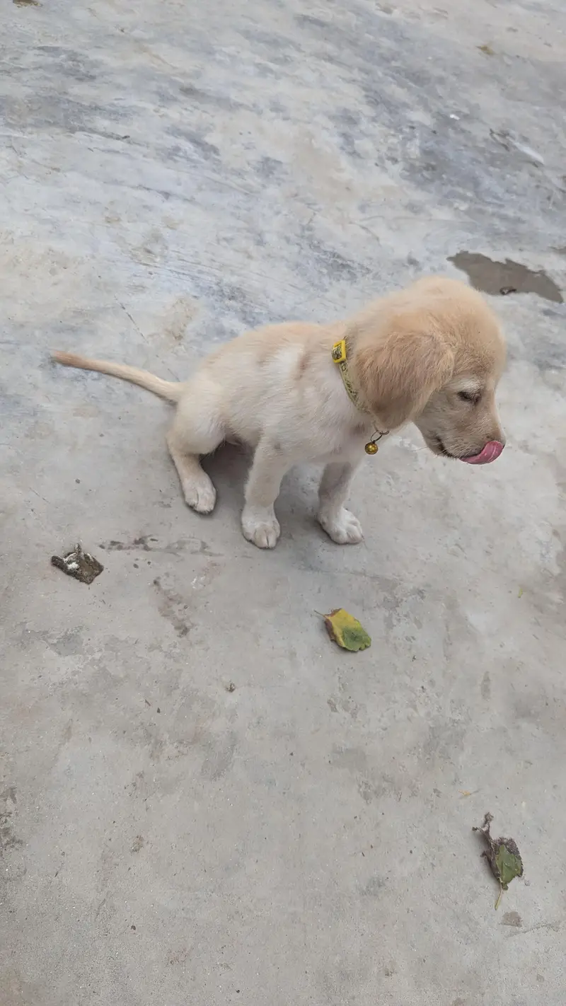 Golden Retriever Puppy — photo 3