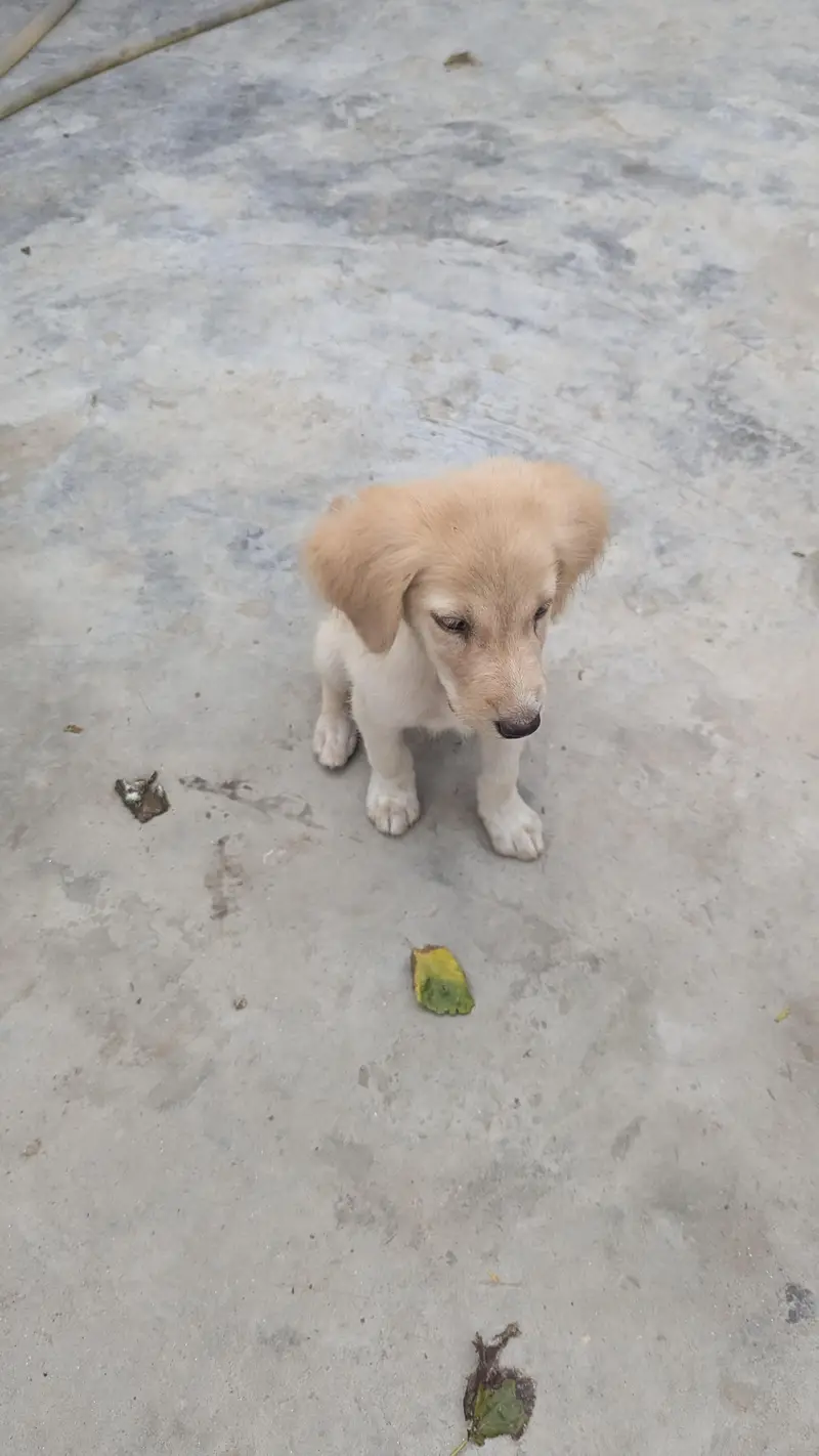 Golden Retriever Puppy — photo 4