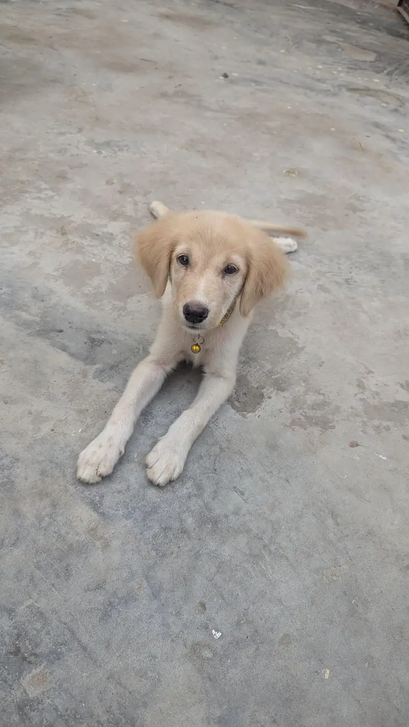 Golden Retriever Puppy — photo 5