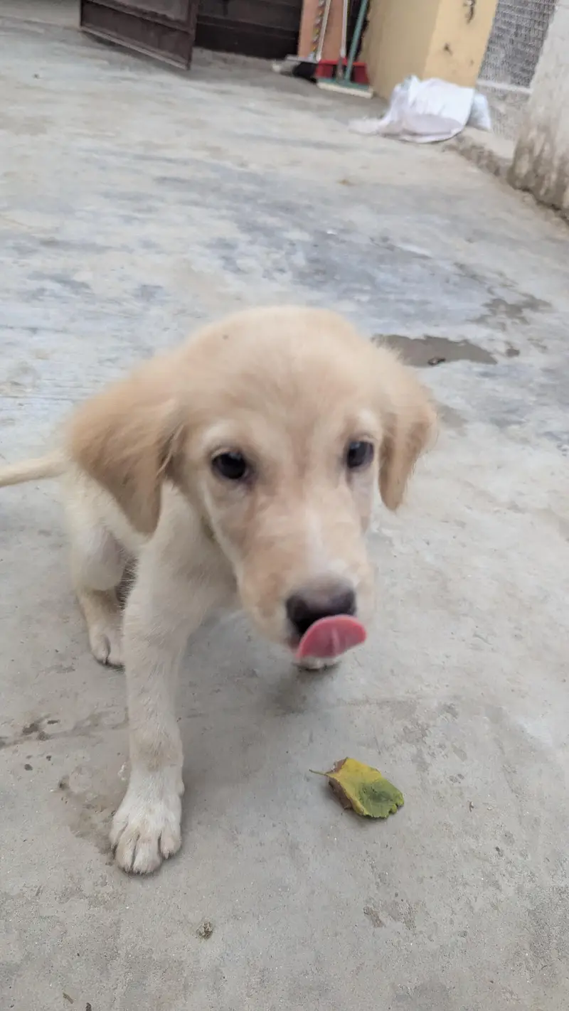 Golden Retriever Puppy — photo 6