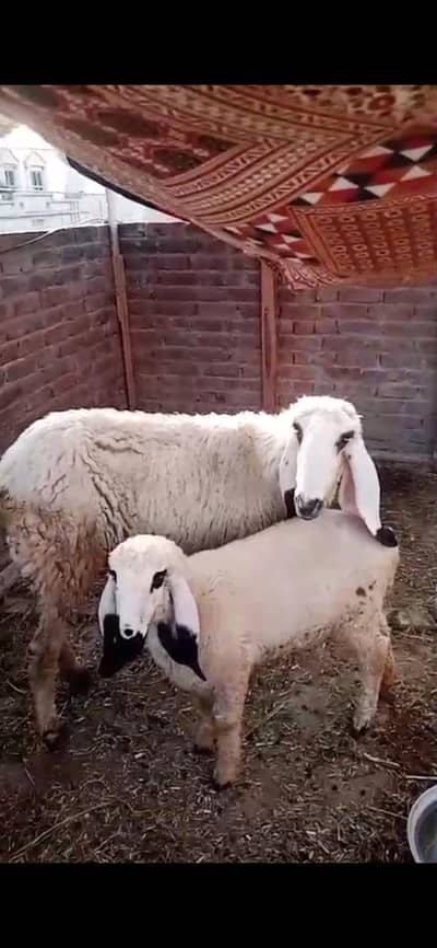 healthy sheep  for sale