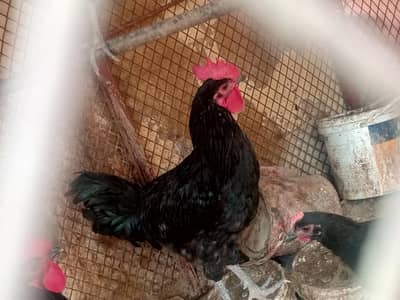 Black Austrolop Male