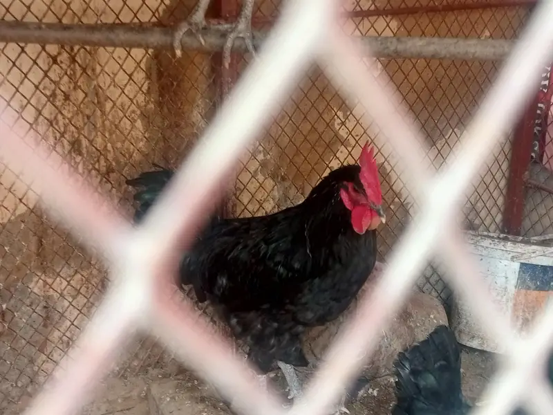Black Austrolop Male — photo 3