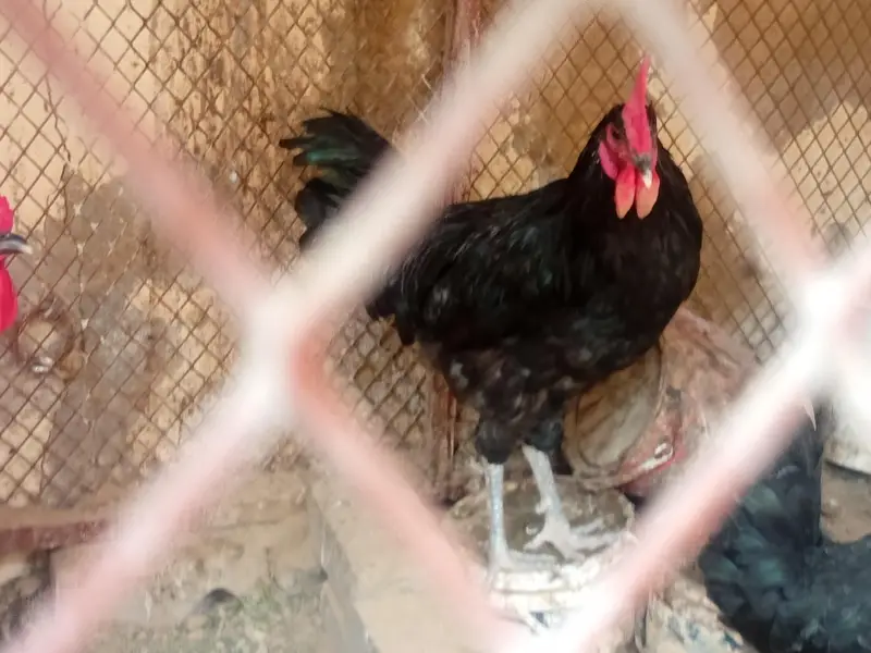Black Austrolop Male — photo 4