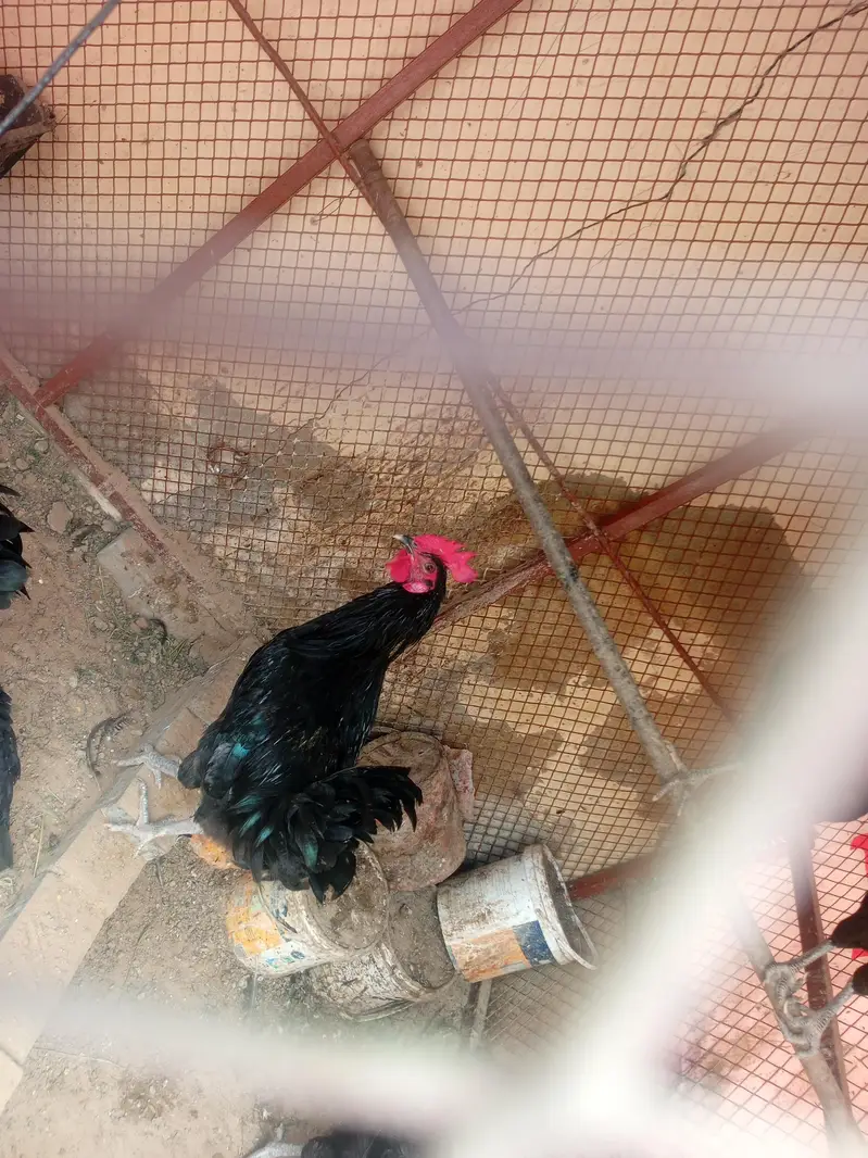 Black Austrolop Male — photo 5