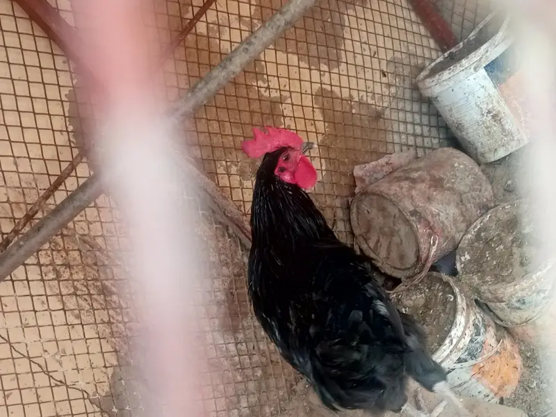 Black Austrolop Male — photo 7