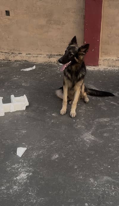 GERMAN SHEPHERD | DOUBLE COAT | GERMAN DOGS