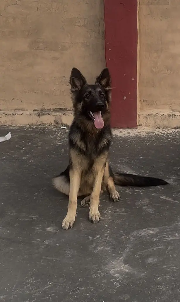 GERMAN SHEPHERD | DOUBLE COAT | GERMAN DOGS — photo 2