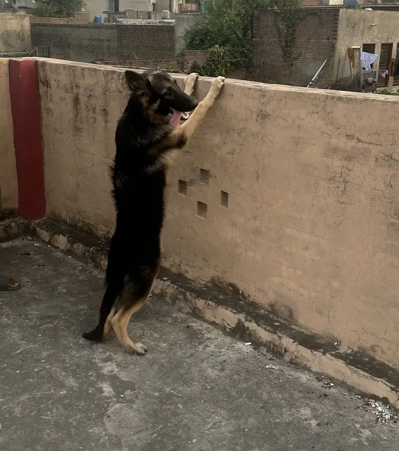 GERMAN SHEPHERD | DOUBLE COAT | GERMAN DOGS — photo 3