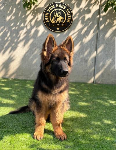 I want to sale my long coat German shepherd puppies