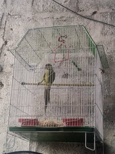 green ringneck