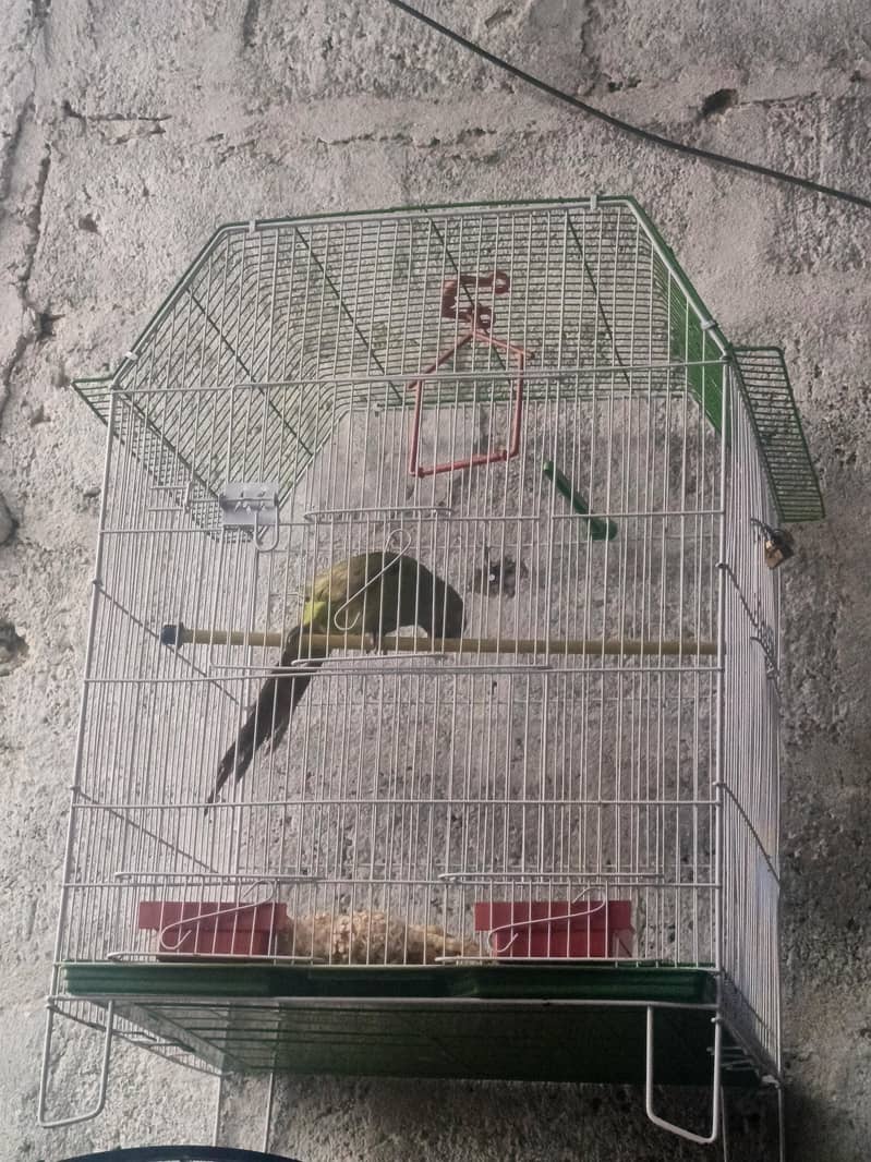 green ringneck 1