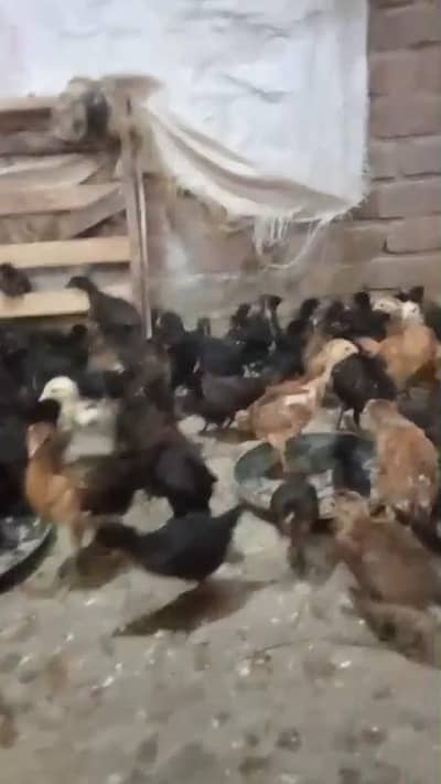 Golden Misri chicks
