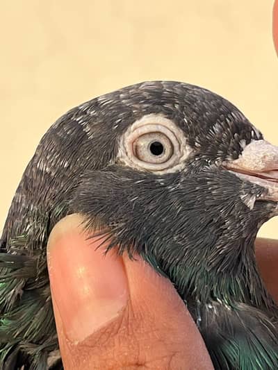 desi pigeon ferozepur