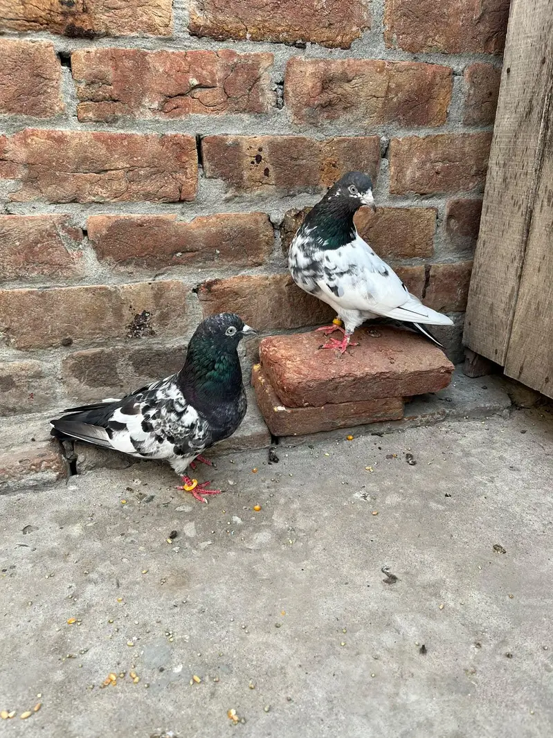 desi pigeon ferozepur — photo 2