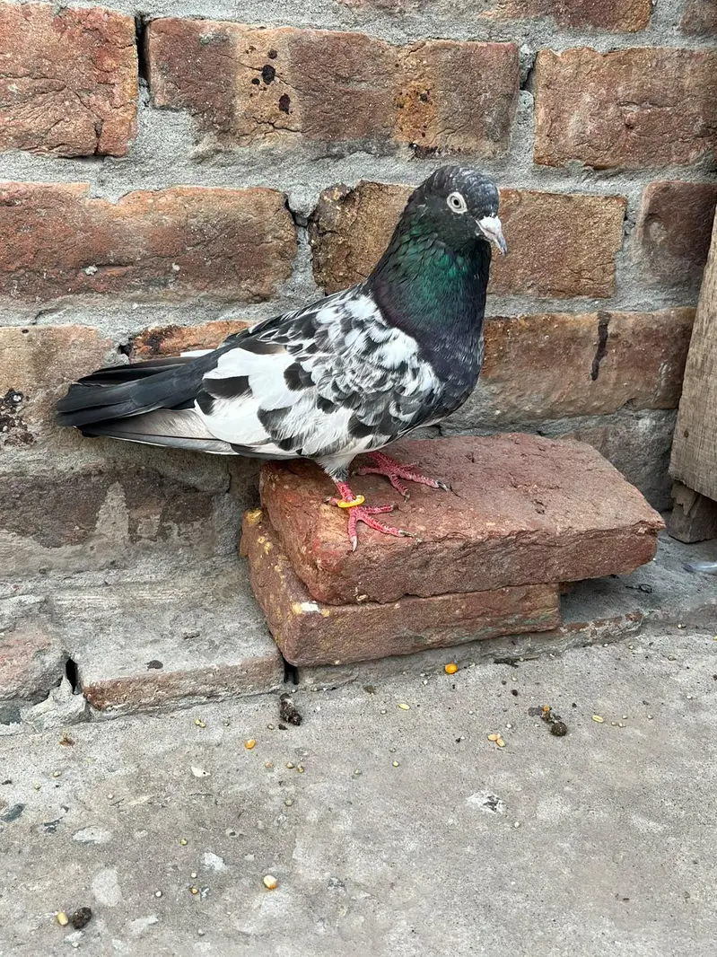 desi pigeon ferozepur — photo 3