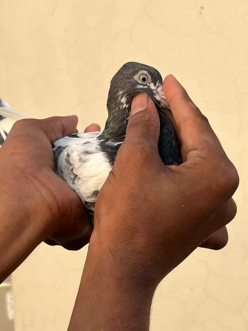 desi pigeon ferozepur — photo 5