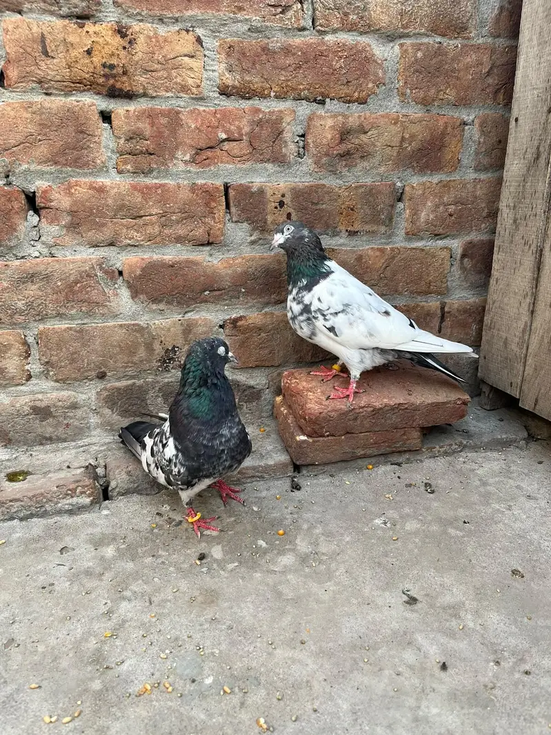 desi pigeon ferozepur — photo 6