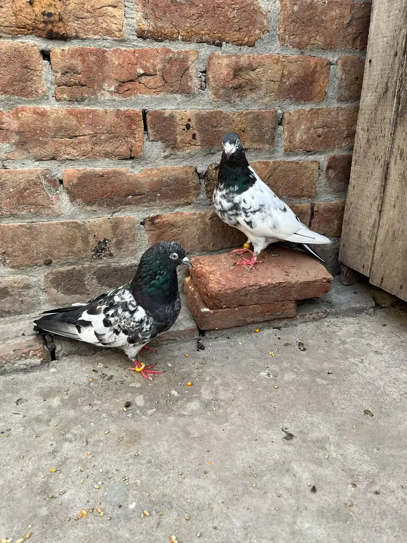 desi pigeon ferozepur — photo 7