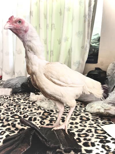 High Quality Paperwhite Aseel murghi for Sale