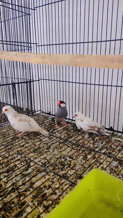 Albino And Dove and Java