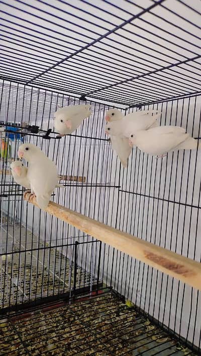 Albino And Dove and Java