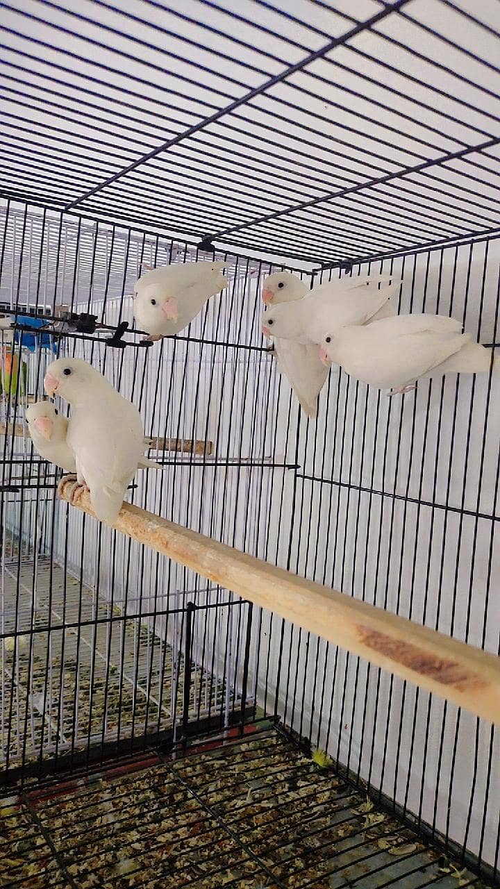 Albino And Dove and Java 0