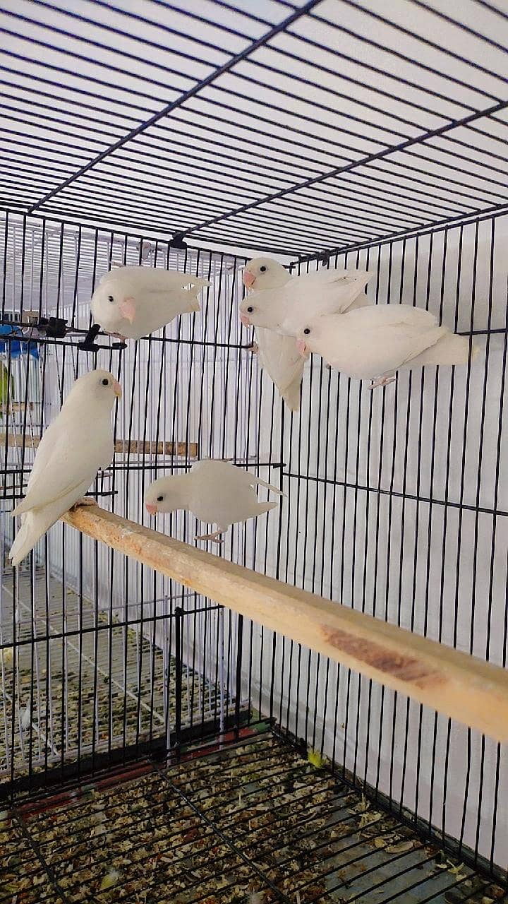 Albino And Dove and Java 1