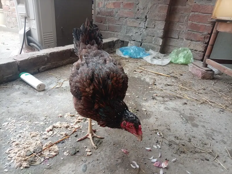 kurak aseel hens — photo 2
